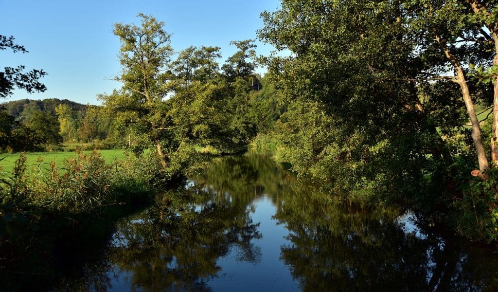 Best Practices For Restoring Balance In Wetlands Infested With Alligator Weed