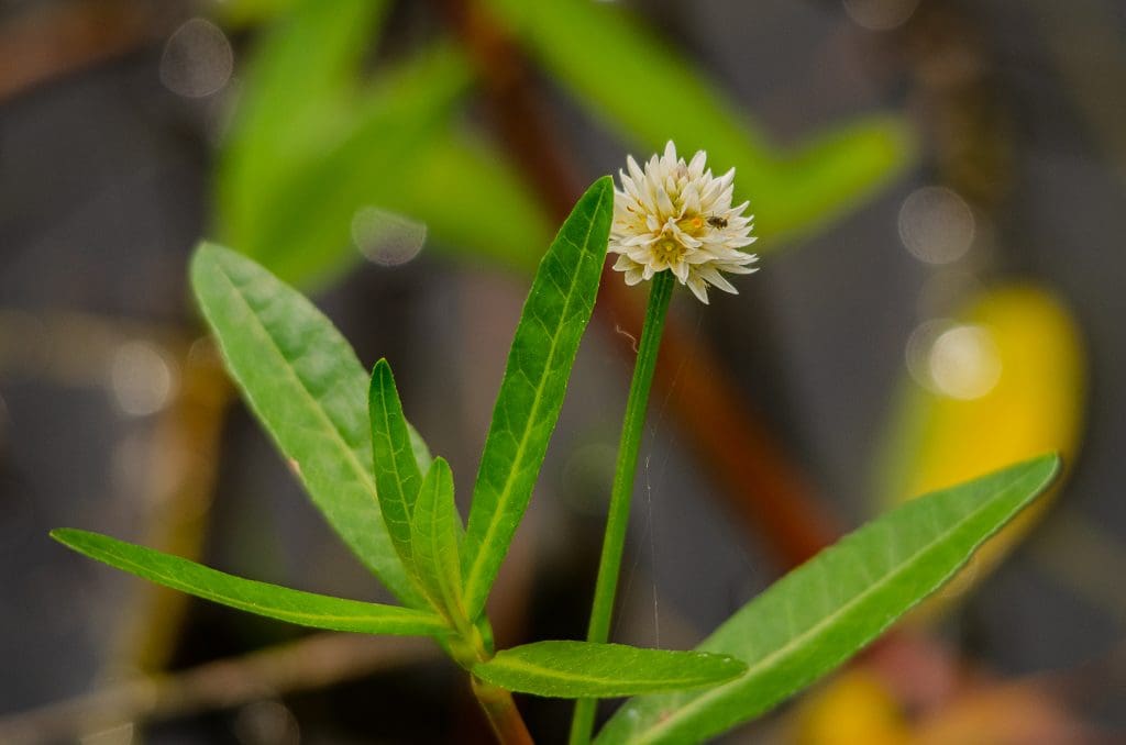 Common Misconceptions About Alligator Weed And The Truth Behind Them