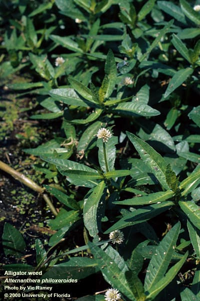 Common Misconceptions About Alligator Weed And The Truth Behind Them