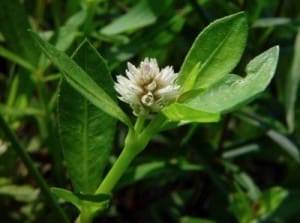 Common Misconceptions About Alligator Weed And The Truth Behind Them