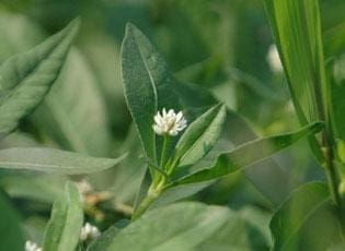 Common Misconceptions About Alligator Weed And The Truth Behind Them