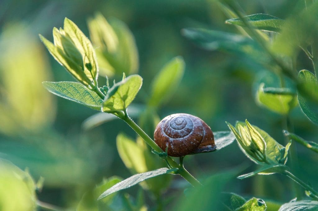 Effective Chemical Control Methods For Alligator Weed