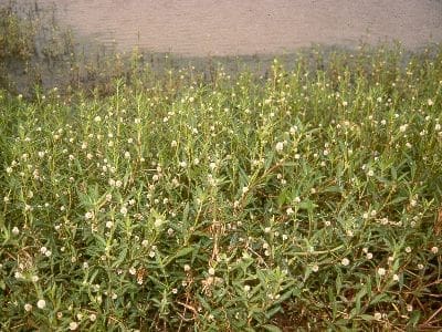 How To Control Alligator Weed In Agricultural Lands