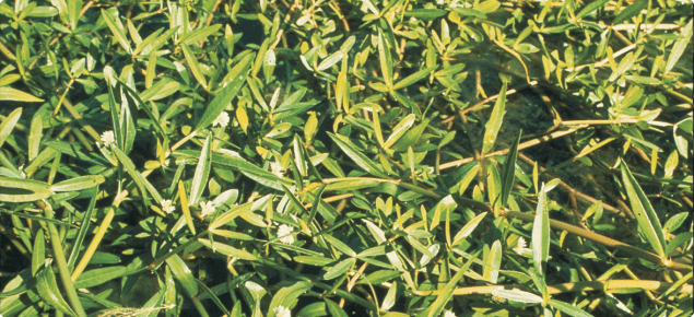 How To Control Alligator Weed In Agricultural Lands