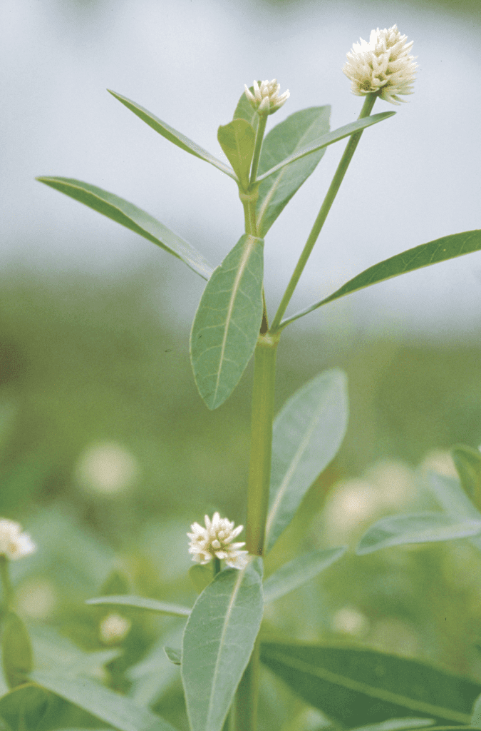 How To Control Alligator Weed In Agricultural Lands