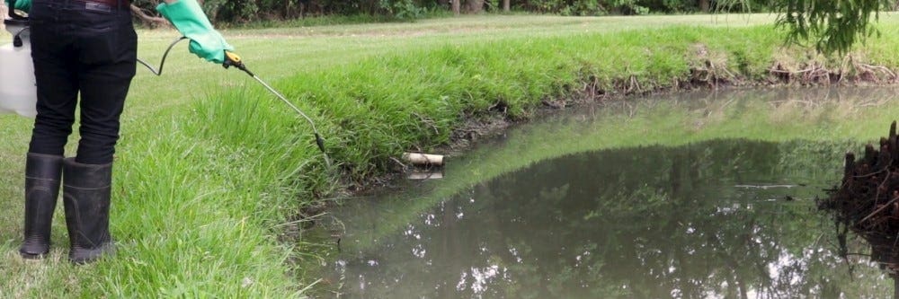 How To Effectively Remove Alligator Weed From Your Community Pond