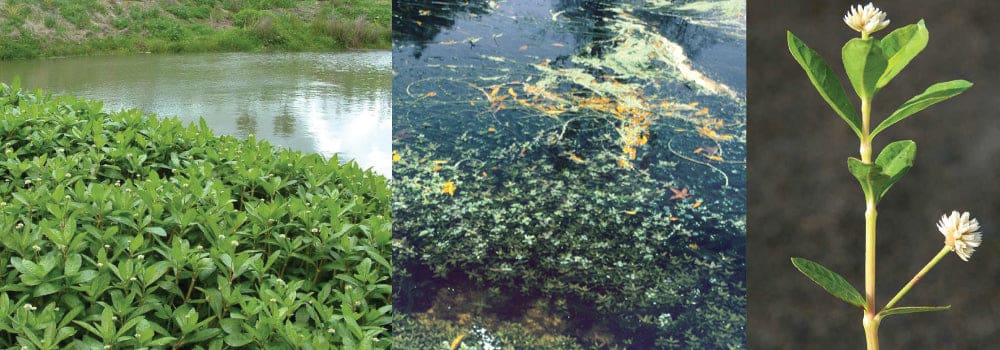 How To Effectively Remove Alligator Weed From Your Community Pond