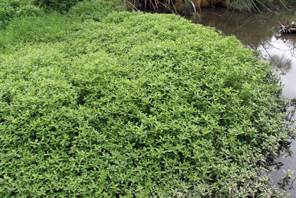 How To Prevent Alligator Weed From Spreading In Waterways