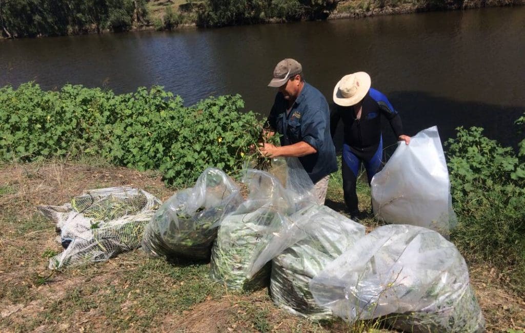 How To Prevent Alligator Weed From Spreading In Waterways