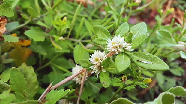 How To Prevent Alligator Weed From Spreading In Waterways