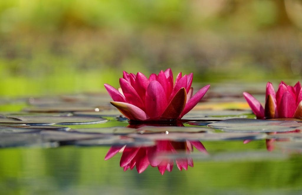 Restoring Balance In Your Backyard Pond: Alligator Weed Removal Techniques