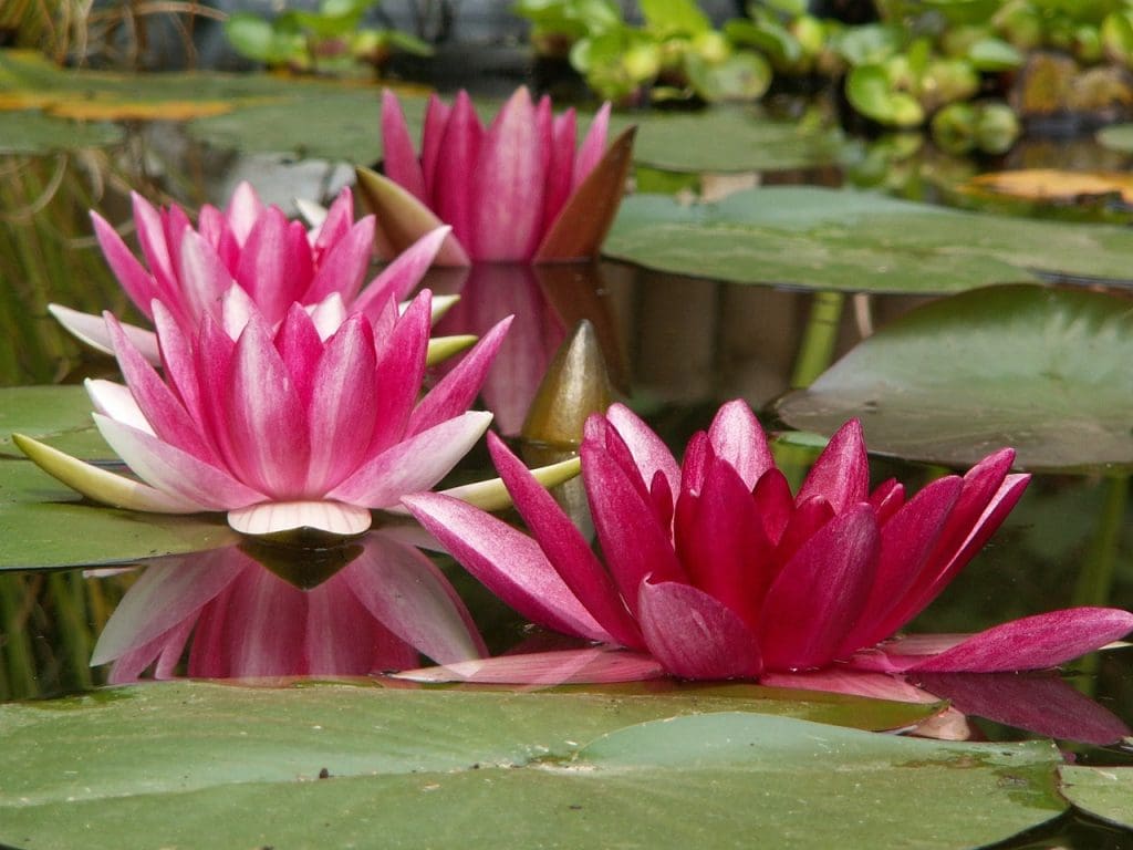 Restoring Balance In Your Backyard Pond: Alligator Weed Removal Techniques