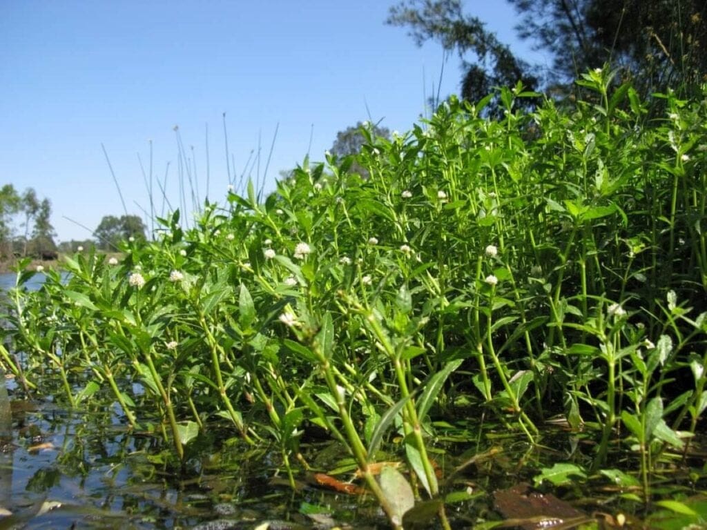 Top 10 Ways To Effectively Control Alligator Weed