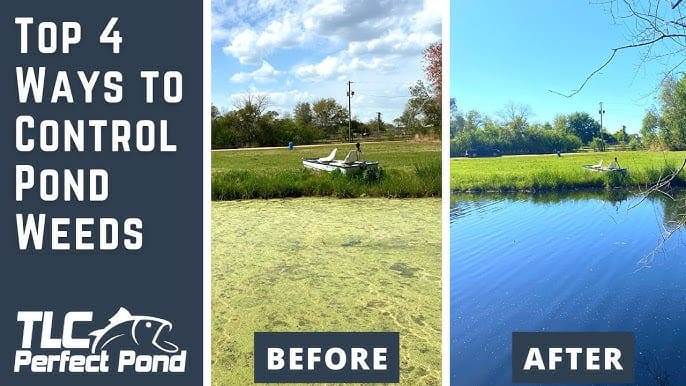 Top 10 Ways To Effectively Control Alligator Weed