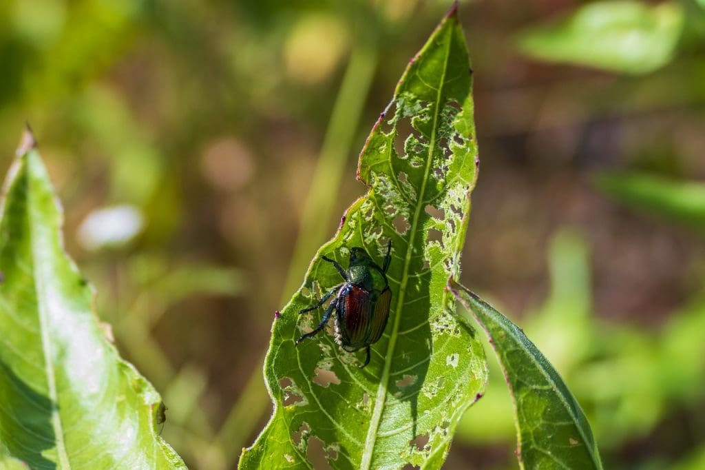 Top Ways To Prevent Alligator Weed From Spreading In Your Community