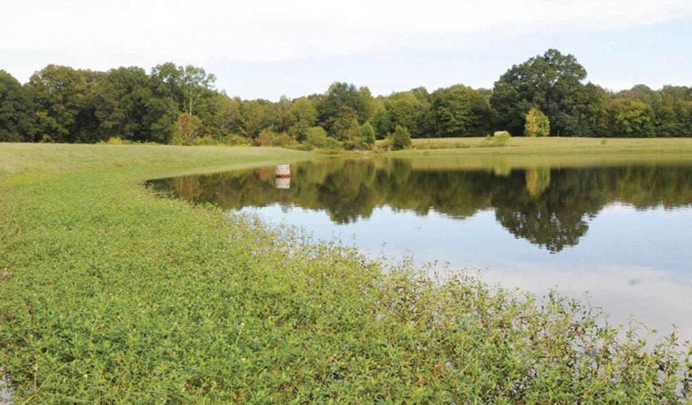 What Is Alligator Weed And Why Is It A Problem?