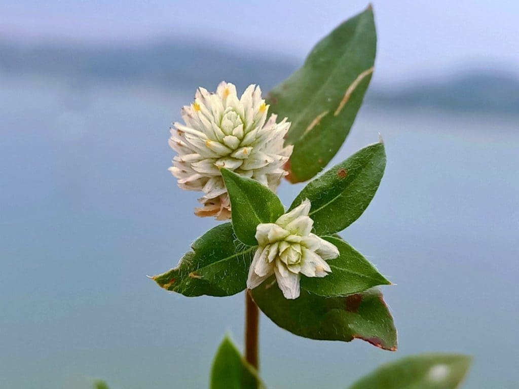 What Is Alligator Weed And Why Is It A Problem?