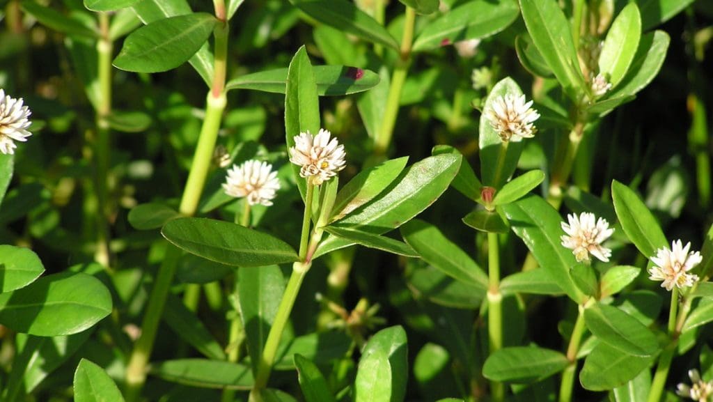 Best Ways To Dispose Of Alligator Weed After Removal