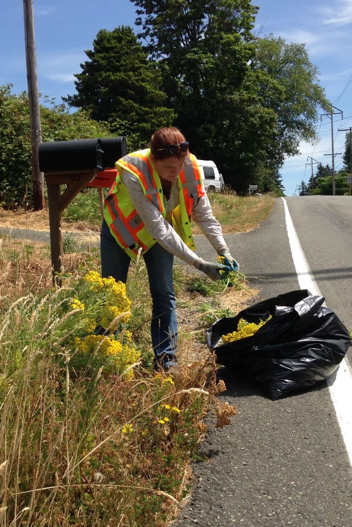 Best Ways To Dispose Of Alligator Weed After Removal