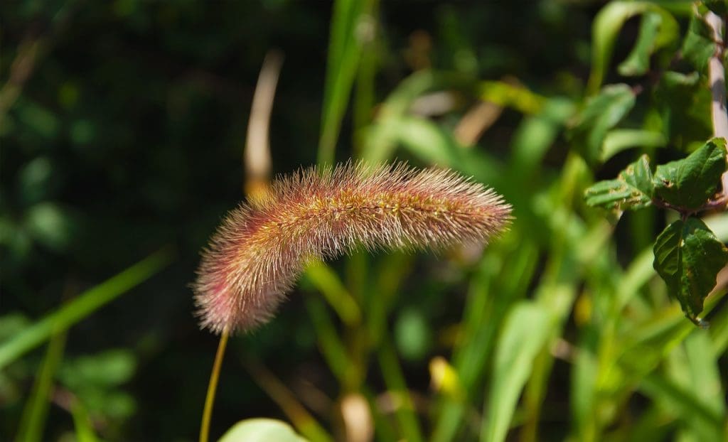 Common Mistakes To Avoid When Dealing With Alligator Weed