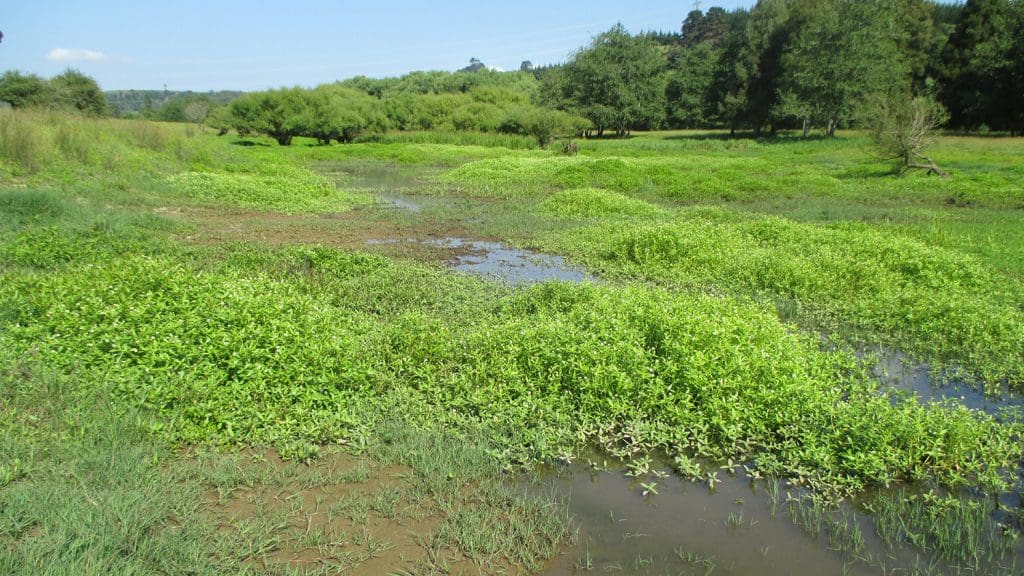 How To Protect Your Property From Alligator Weed Invasions