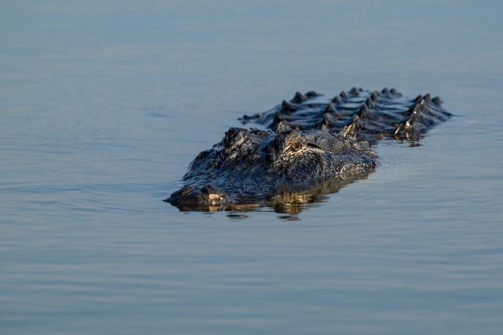 How To Safely Remove Alligator Weed From Aquatic Environments