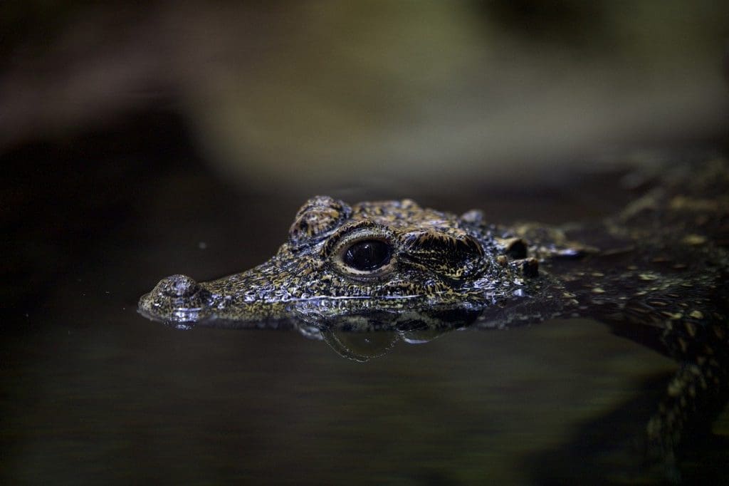 How To Safely Remove Alligator Weed From Aquatic Environments