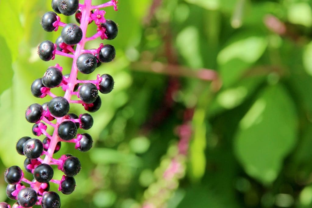 Integrated Pest Management Techniques For Alligator Weed