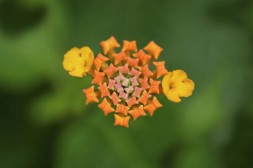 Integrated Pest Management Techniques For Alligator Weed