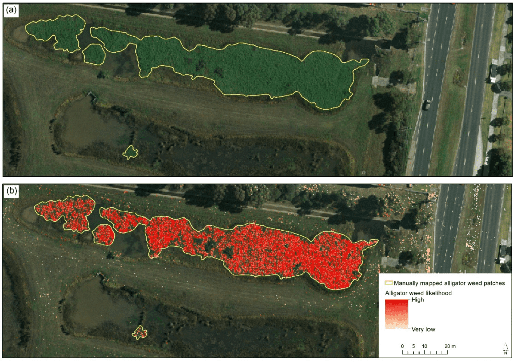 Key Signs Of Alligator Weed Infestations In Water Bodies