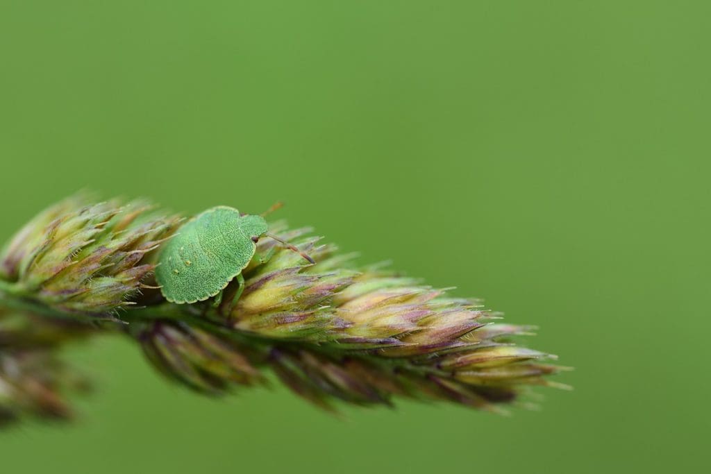 Most Effective Methods For Killing Alligator Weed