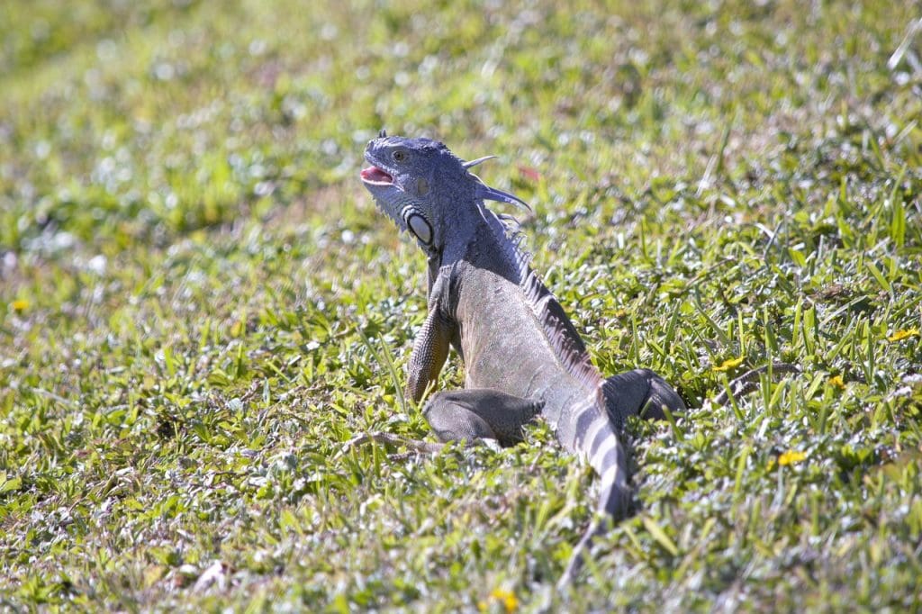 The Impact Of Alligator Weed On Native Plant Species