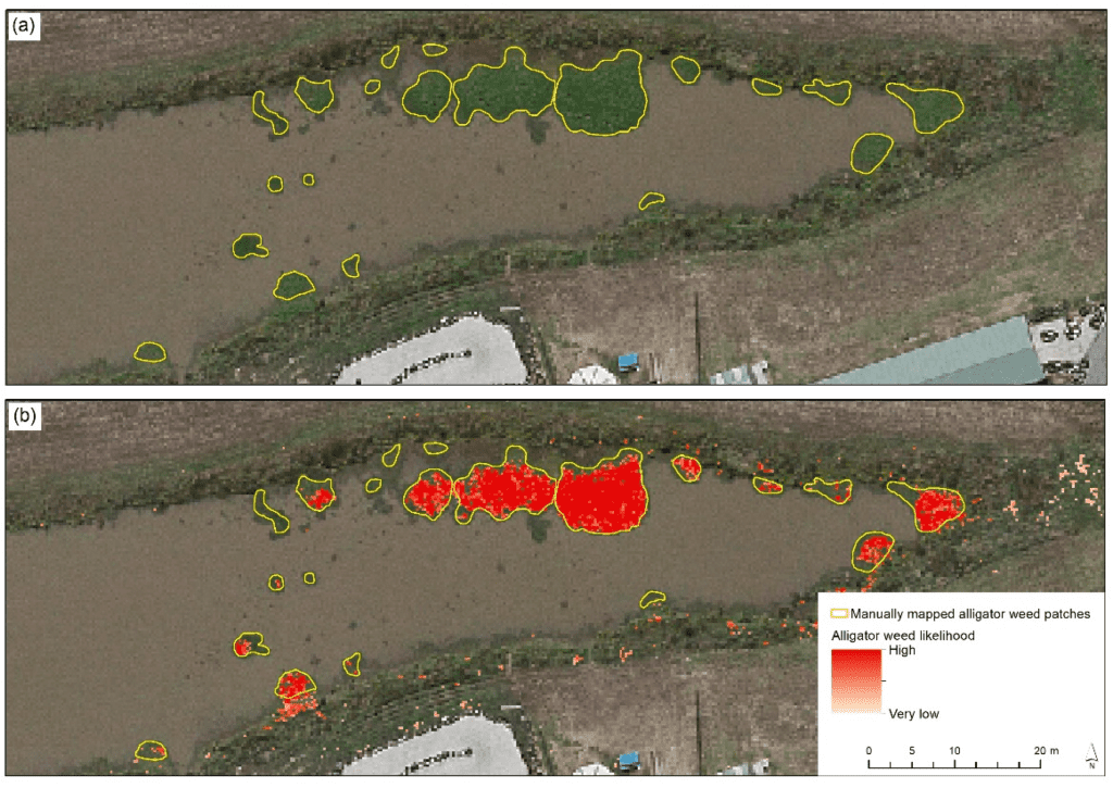 The Importance Of Regularly Monitoring Alligator Weed Populations