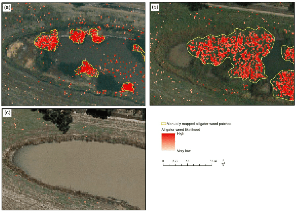 The Importance Of Regularly Monitoring Alligator Weed Populations