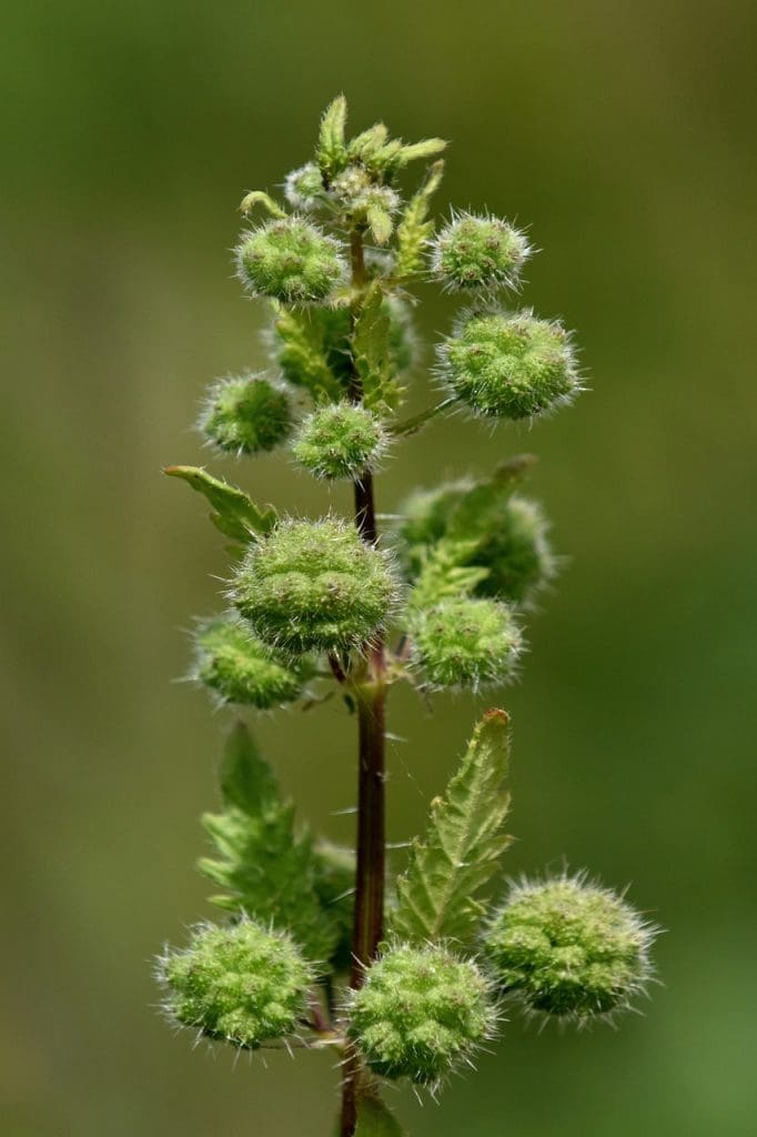 Top Techniques For Controlling Alligator Weed In Natural Habitats