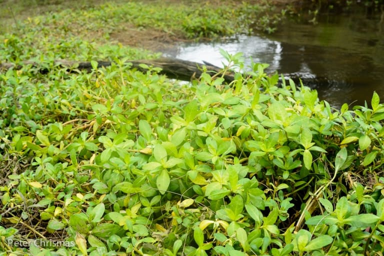 10 Essential Tools For Managing Alligator Weed In Wetlands