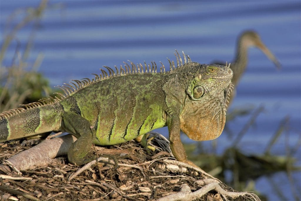 Best Practices For Preventing Alligator Weed Spread By Boats