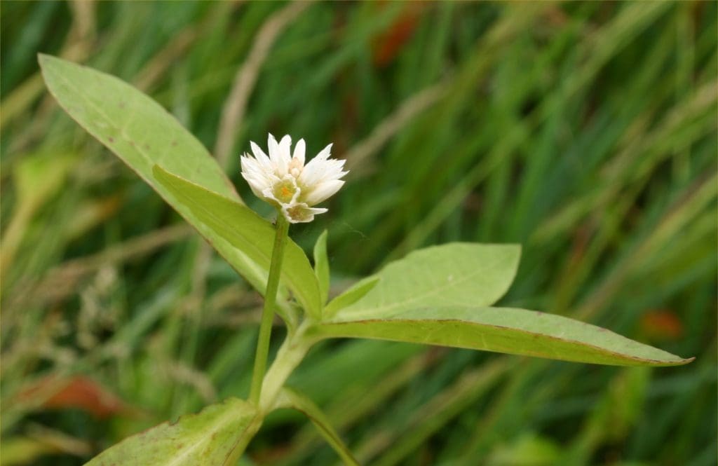 Best Ways To Utilize Alligator Weed As A Sustainable Resource