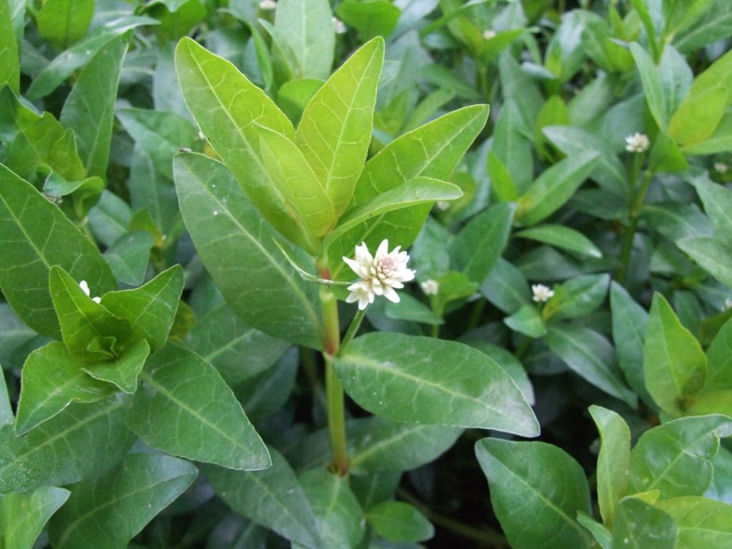 Best Ways To Utilize Alligator Weed As A Sustainable Resource