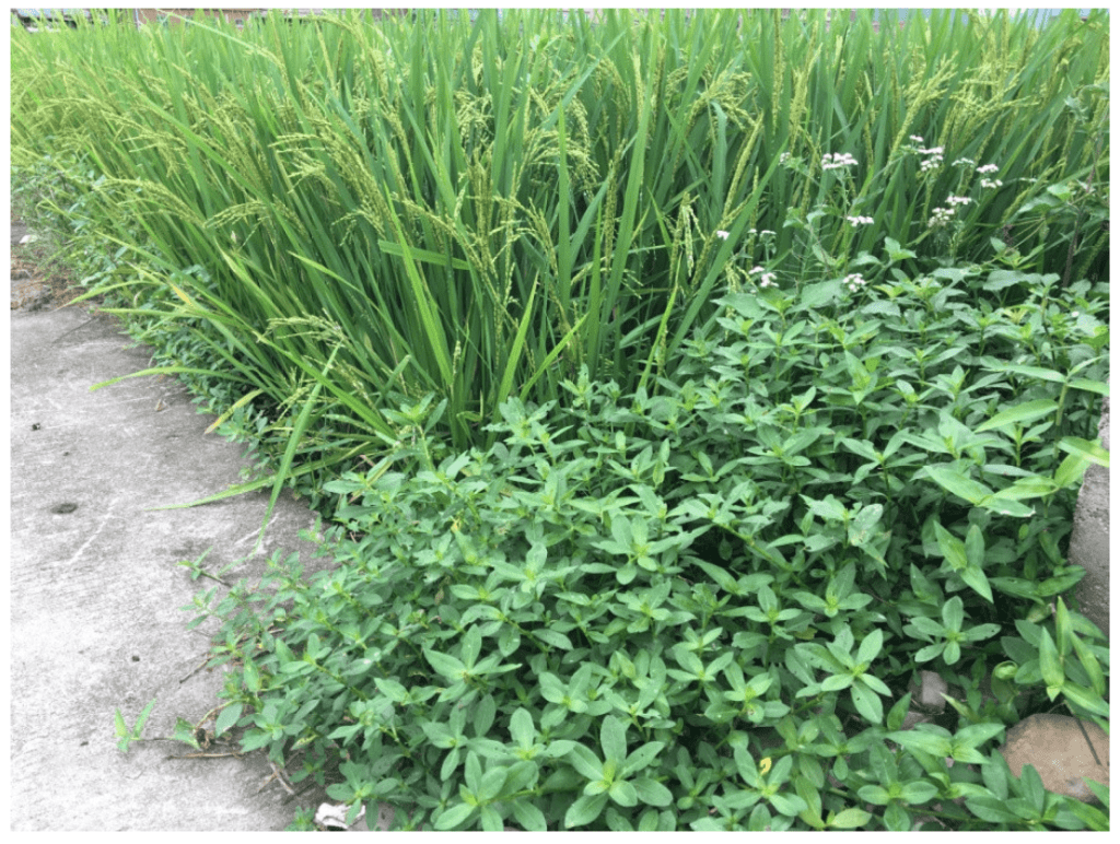 Best Ways To Utilize Alligator Weed As A Sustainable Resource