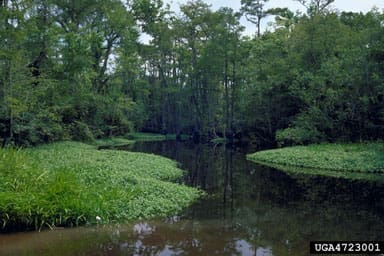 Community Experiences With Alligator Weed Infestations