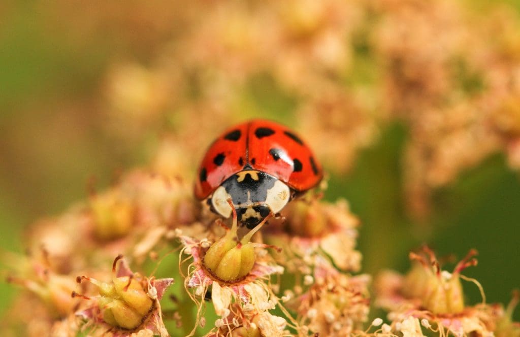 Most Popular Methods For Removing Alligator Weed From Your Property