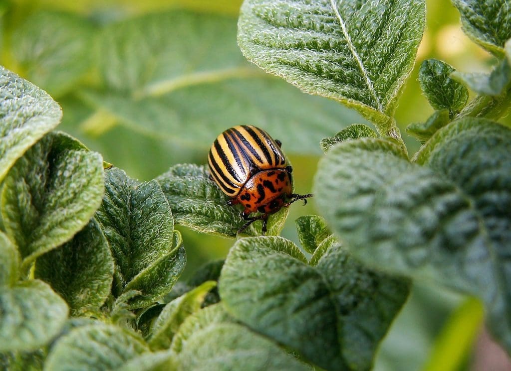 The Benefits Of Using Integrated Pest Management For Alligator Weed