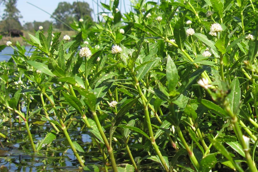 The Connection Between Alligator Weed And Erosion