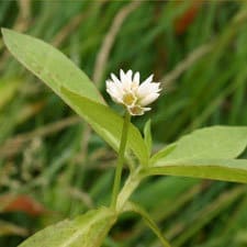 The Connection Between Alligator Weed And Erosion