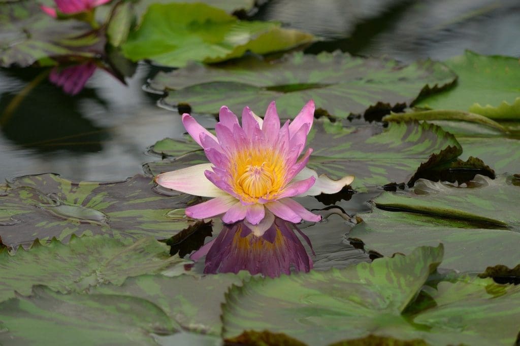 Top Techniques For Removing Alligator Weed From Water Bodies