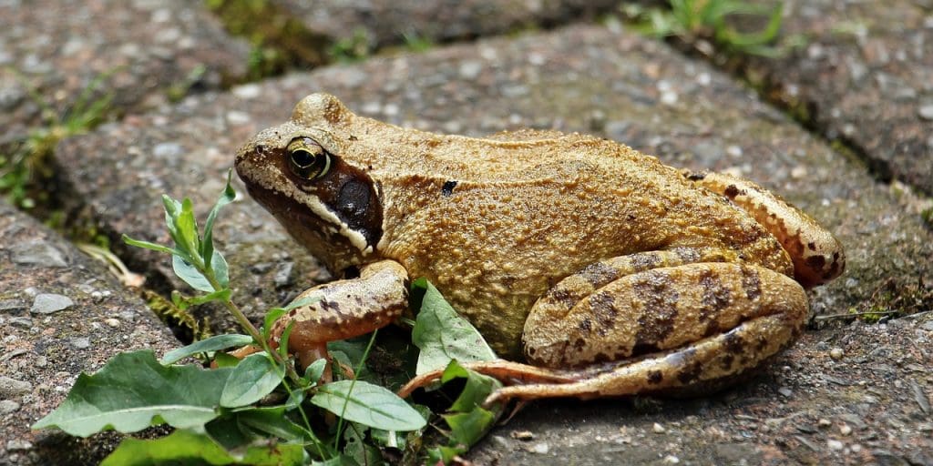 Top Techniques For Removing Alligator Weed From Water Bodies