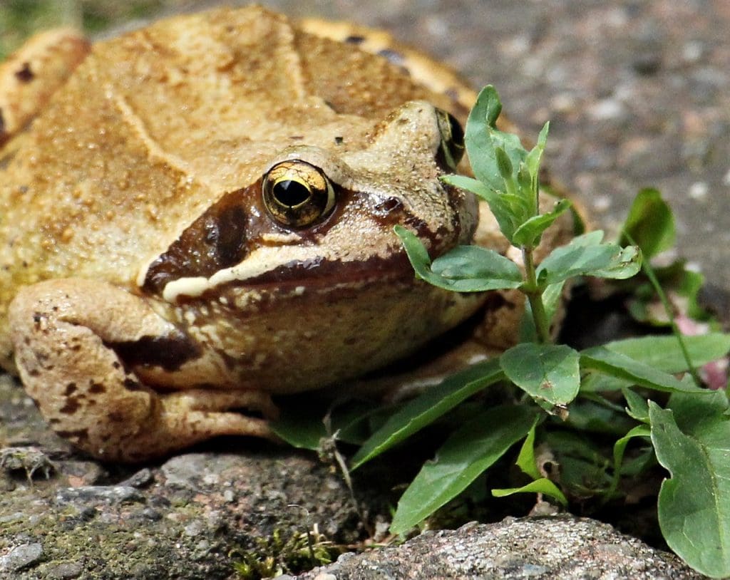 Top Techniques For Removing Alligator Weed From Water Bodies