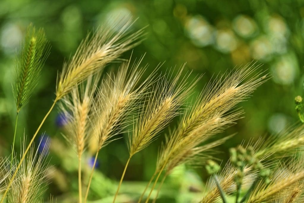 Top Ways To Naturally Eradicate Alligator Weed Without Chemicals