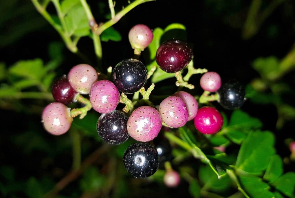 What Are The Ecological Impacts Of Alligator Weed On Local Ecosystems?